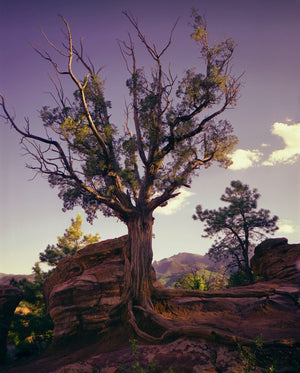 Ancient Tree
