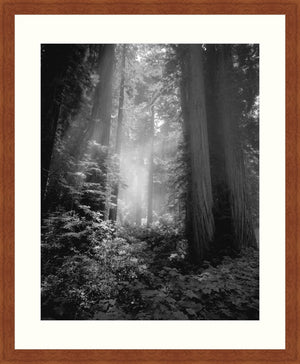 Framed Print - Fog & Light