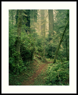 Framed Print - Forest Path