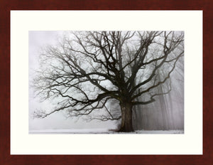 Framed Print - Big Oak & Fog