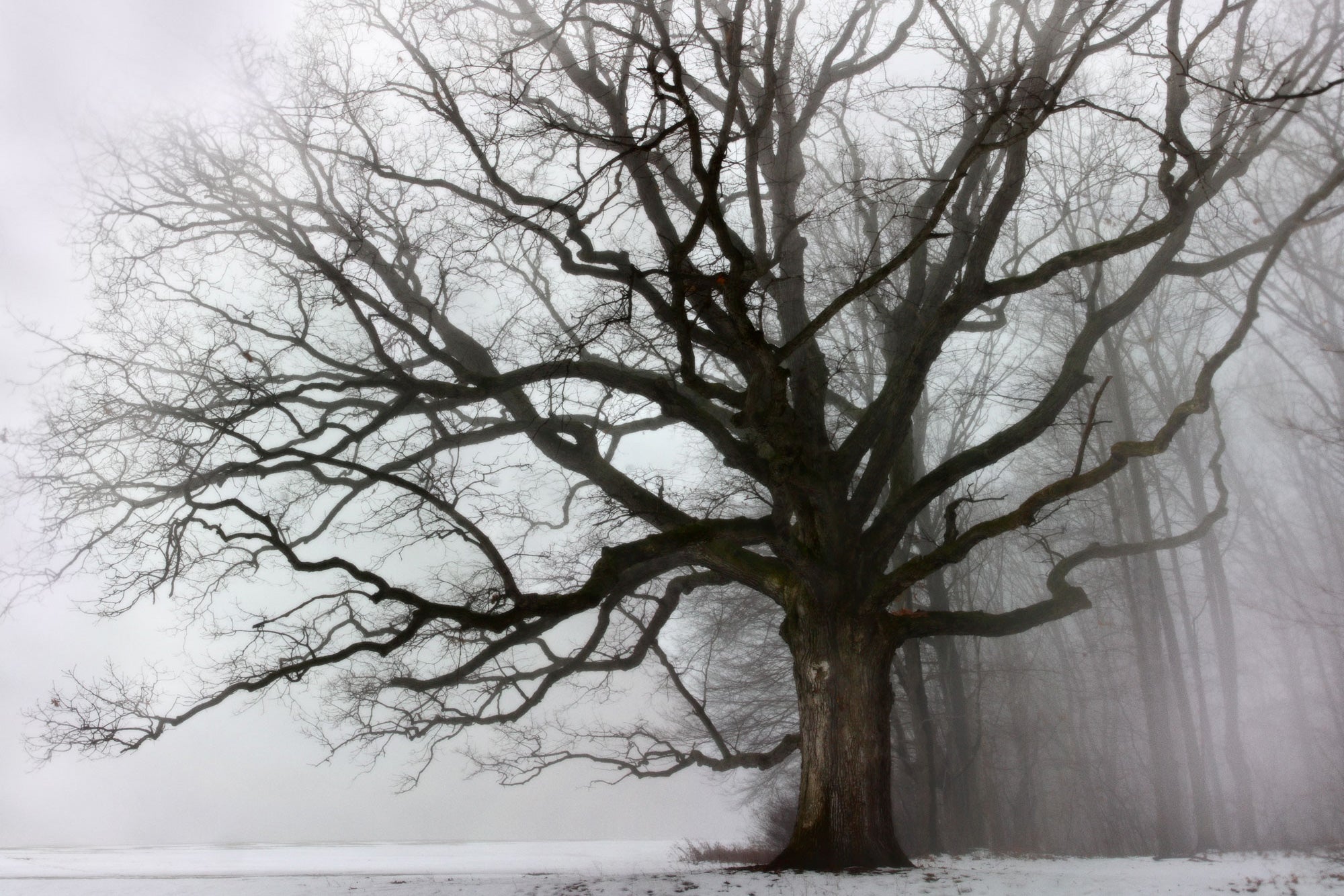 Trees – John Rehner Photography + Framing