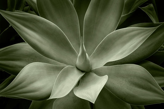 Agave I