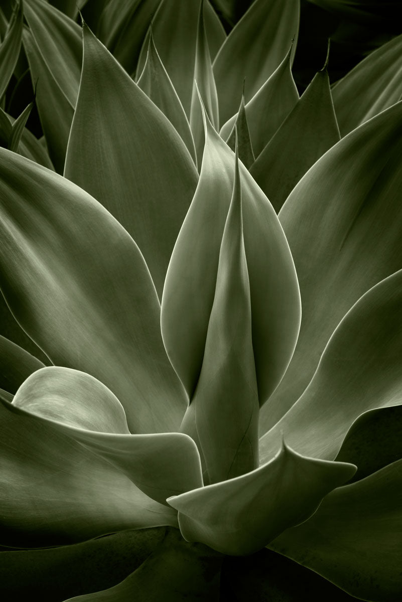 Agave II