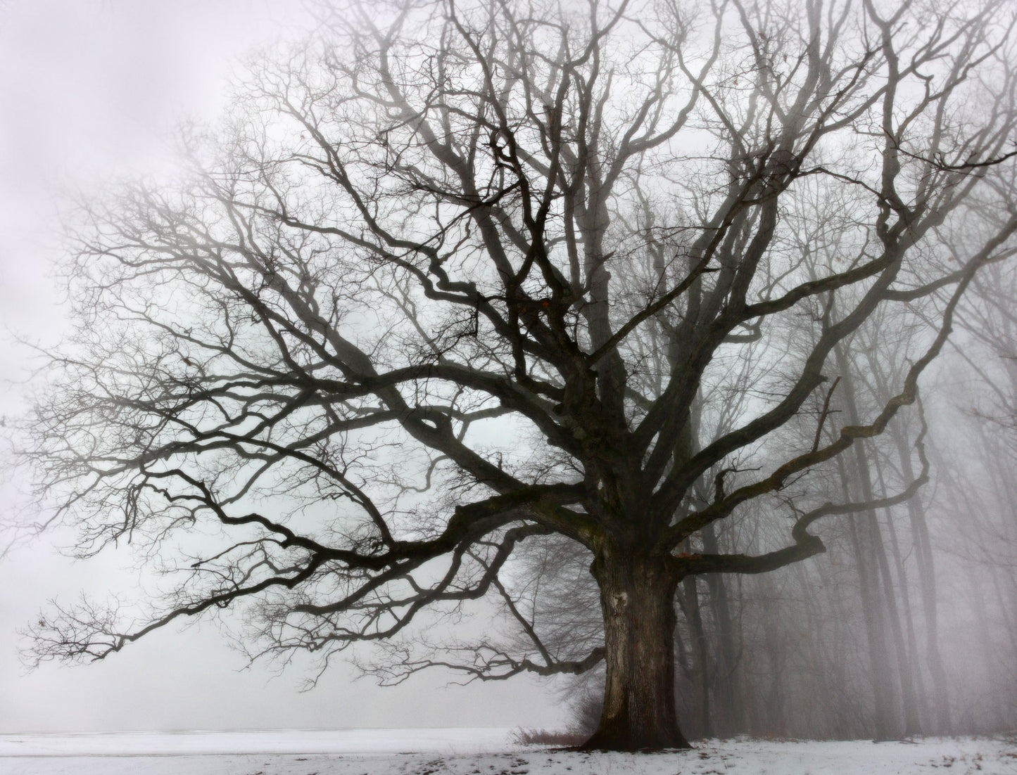 Big Oak & Fog