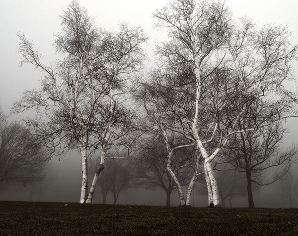 Dancing Birches in Fog