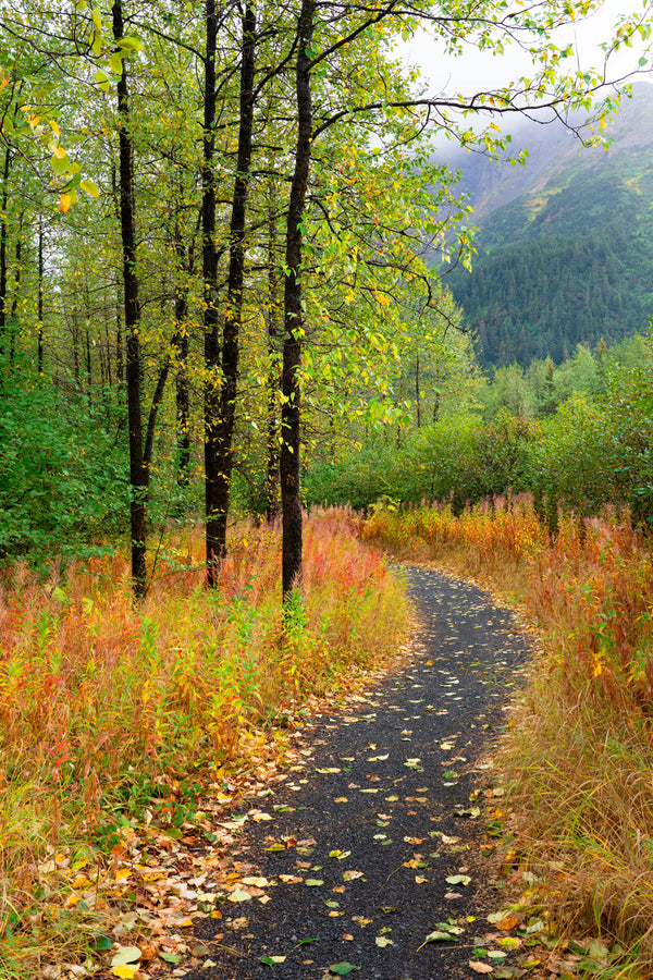Forest Path Alaska II