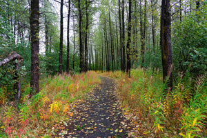 Forest Path Alaska I