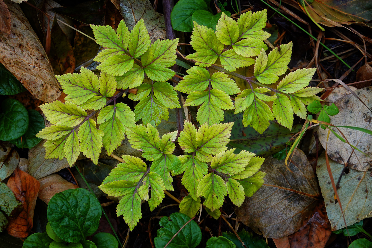 Forest Floor Alaska