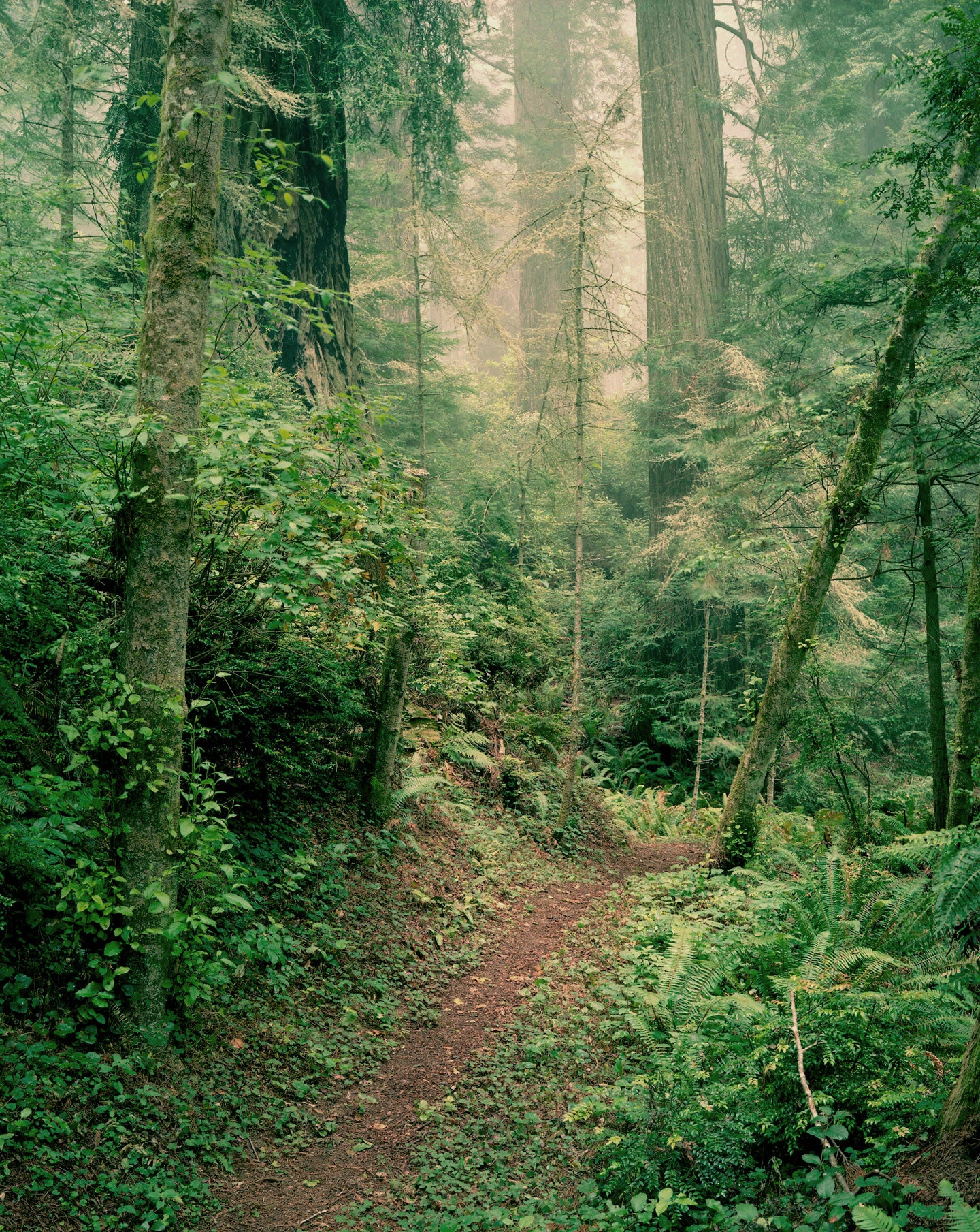 Forest Path