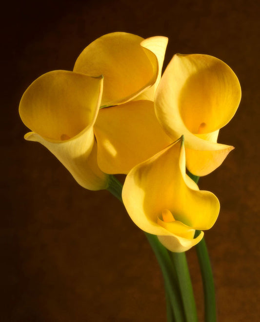 Golden Callas