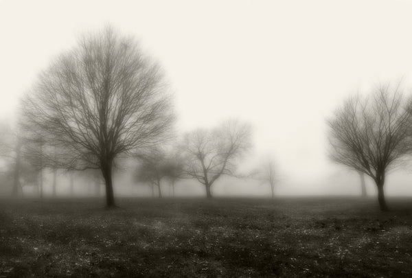 Lakewood Park Winter Fog