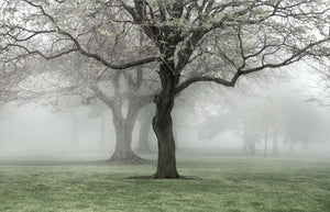 Lakewood Park Spring Fog II