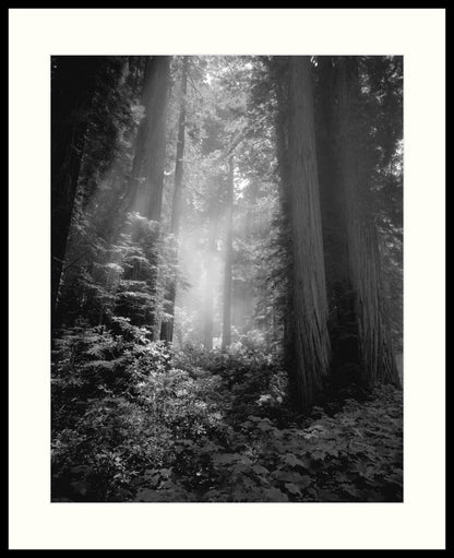 Framed Print - Fog & Light