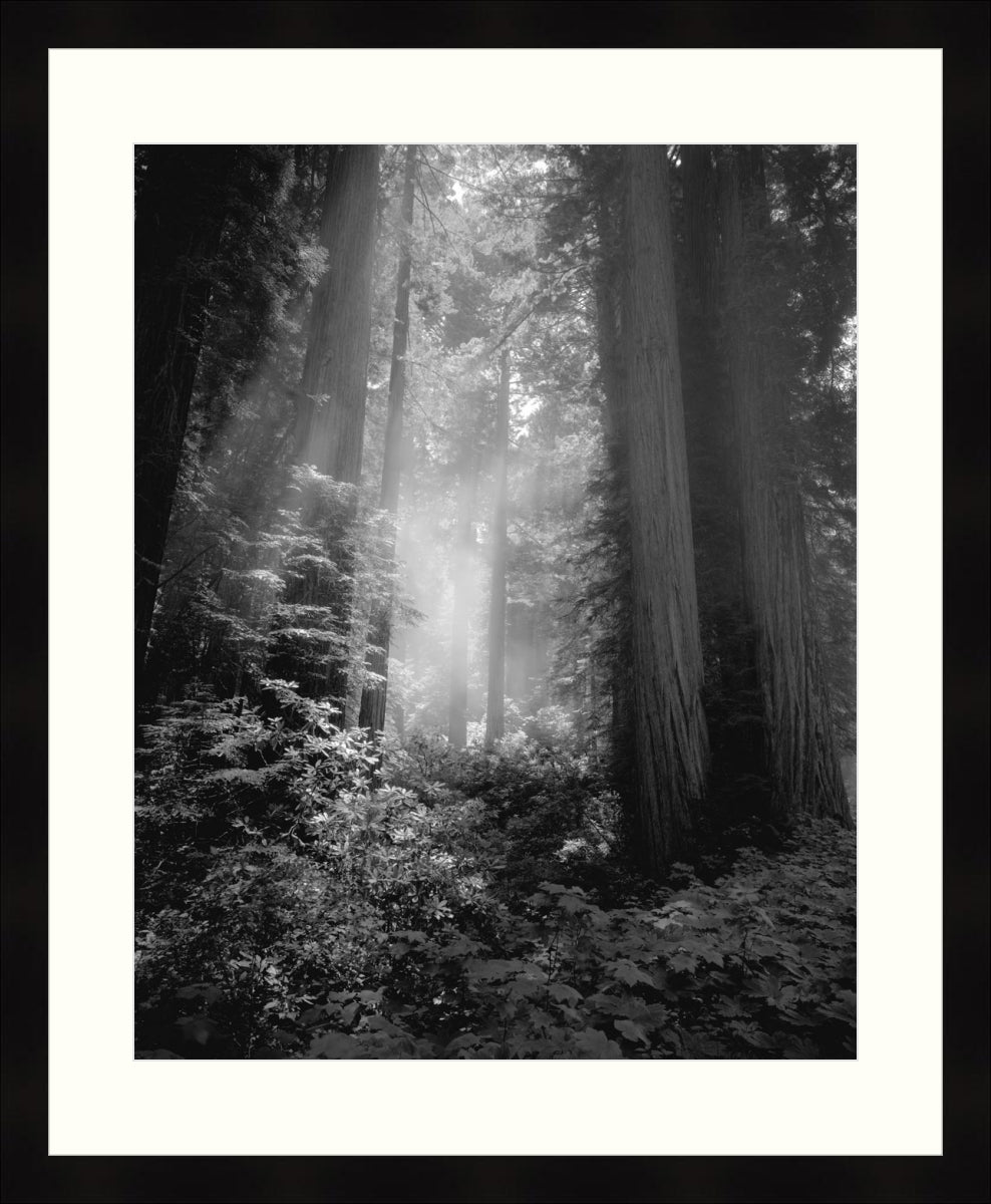 Framed Print - Fog & Light