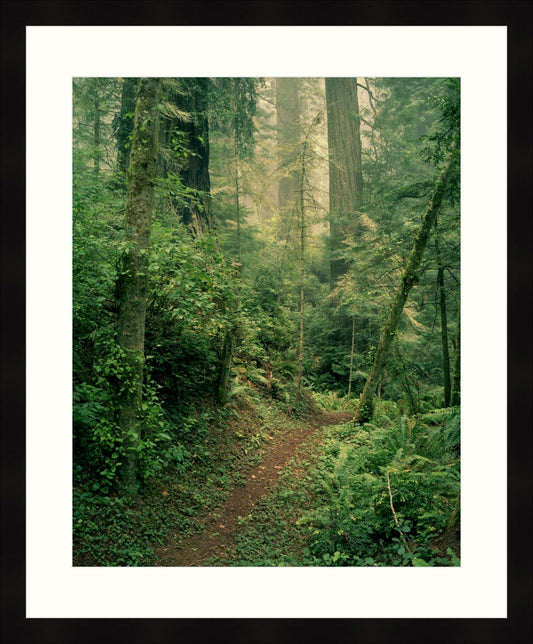 Framed Print - Forest Path