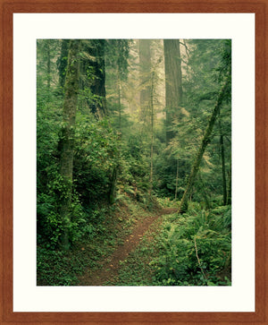 Framed Print - Forest Path