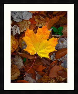 Framed Print - Perfect Maple