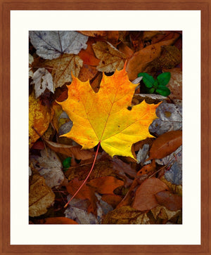 Framed Print - Perfect Maple