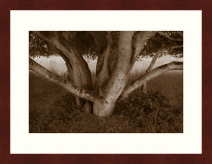 Framed Print - Shade Tree