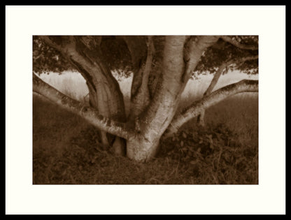 Framed Print - Shade Tree