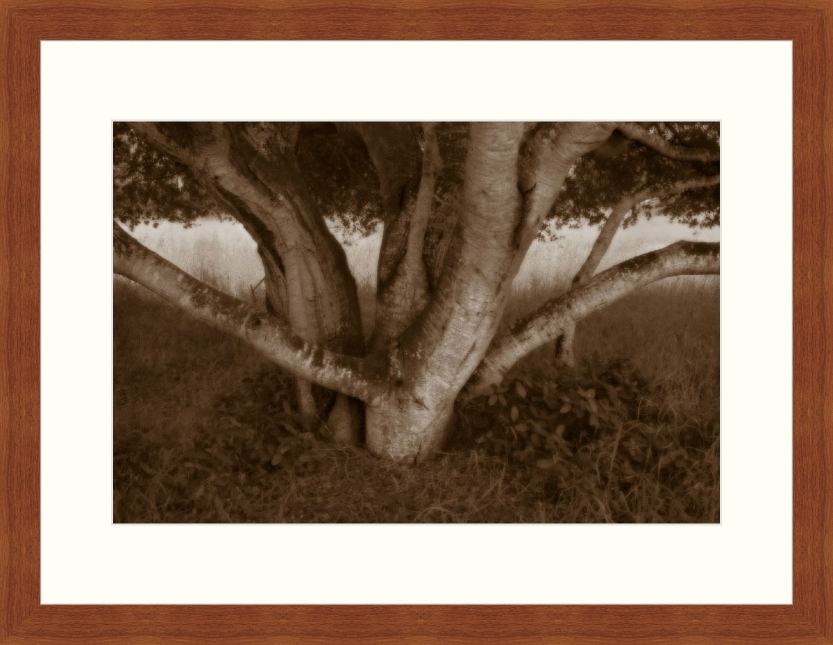 Framed Print - Shade Tree