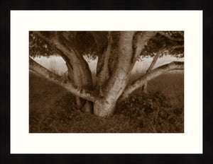 Framed Print - Shade Tree