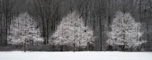 Three Trees in Winter