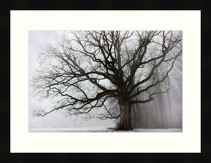 Framed Print - Big Oak & Fog