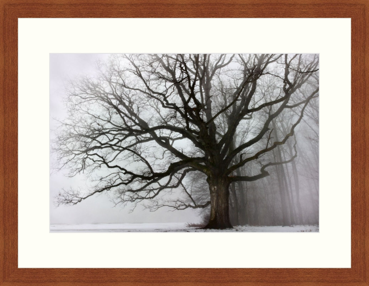 Framed Print - Big Oak & Fog