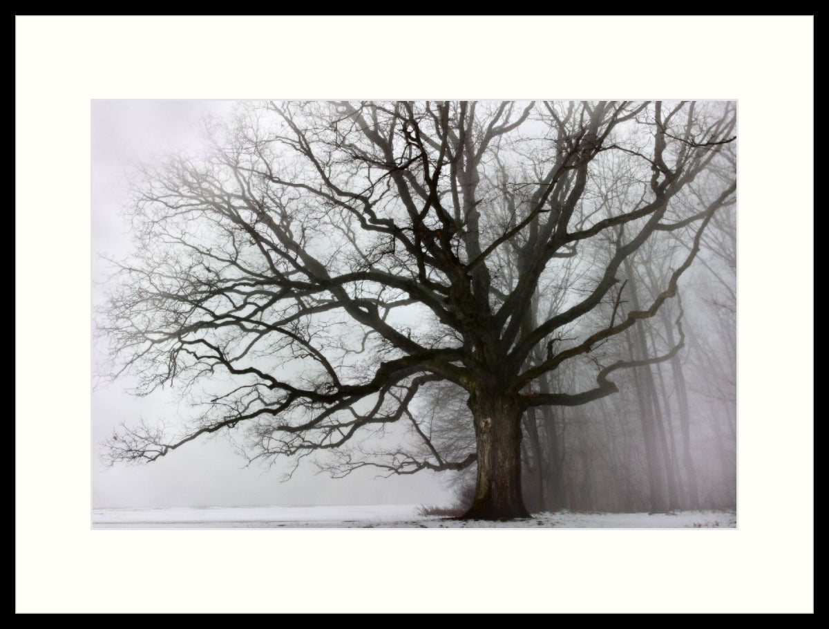 Framed Print - Big Oak & Fog