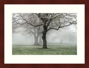 Framed Print - Lakewood Pk. Spring Fog II