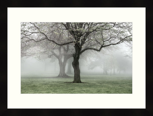 Framed Print - Lakewood Pk. Spring Fog II