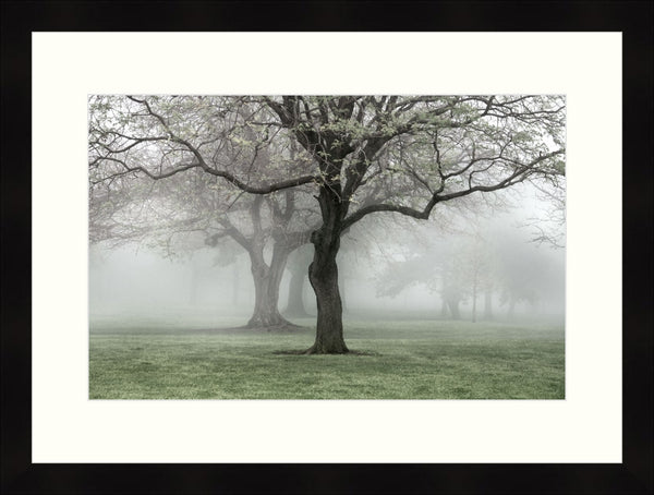 Framed Print - Lakewood Pk. Spring Fog II