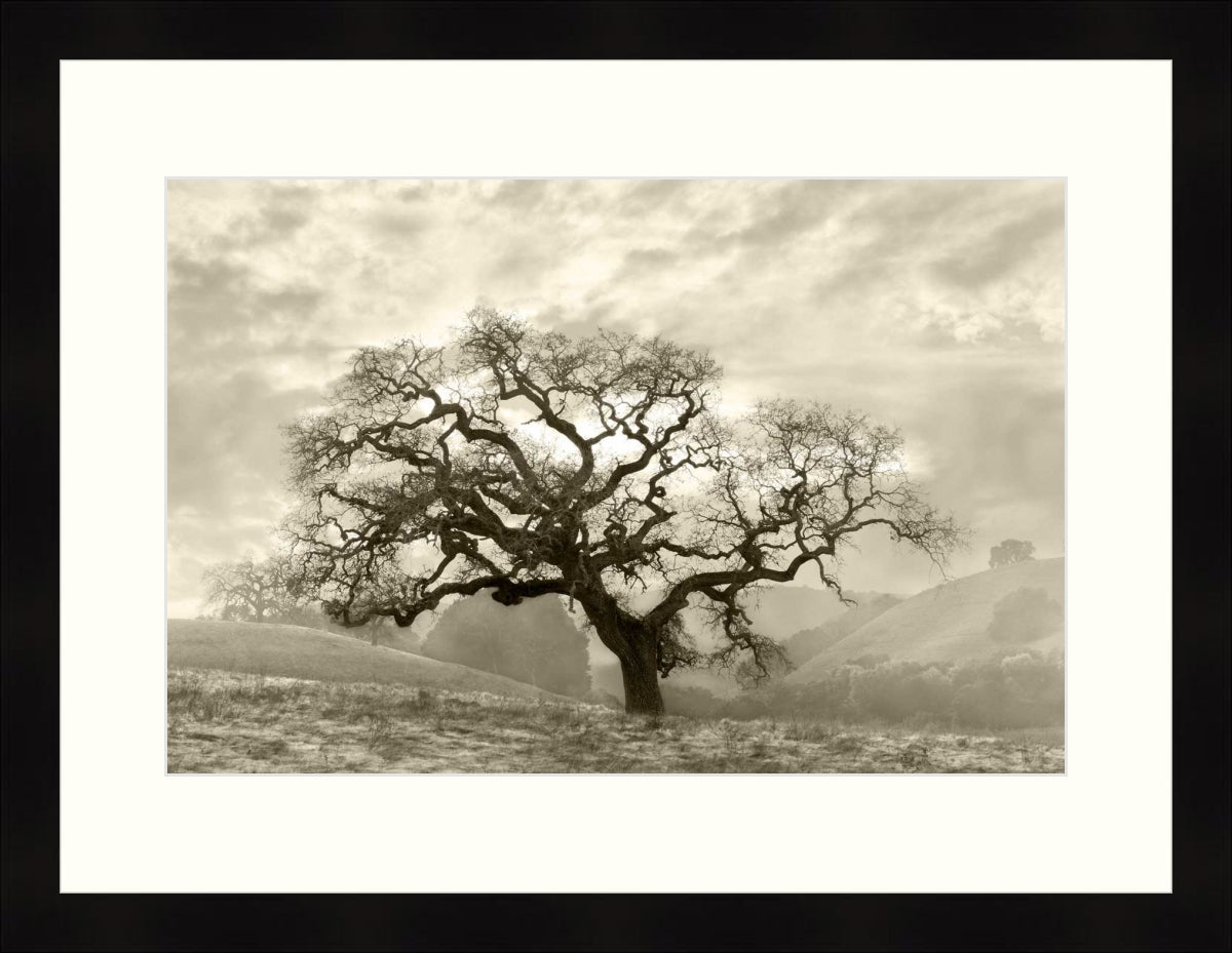 Framed Print - Lone Oak