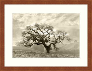 Framed Print - Lone Oak