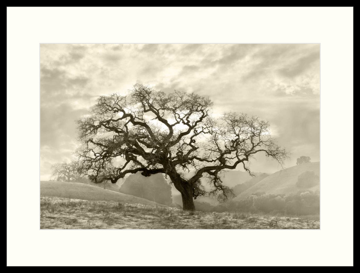 Framed Print - Lone Oak