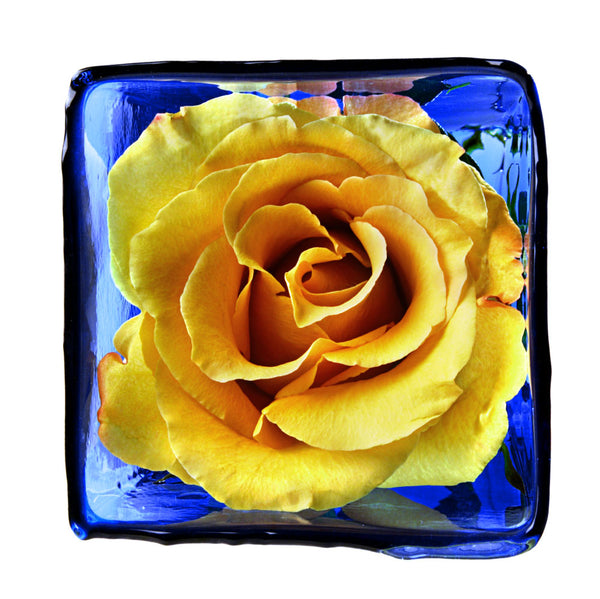 Yellow rose in blue vase