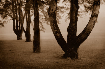 Stranded Trees