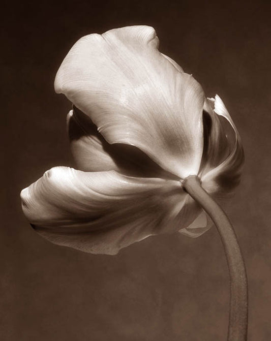 Tulipa II