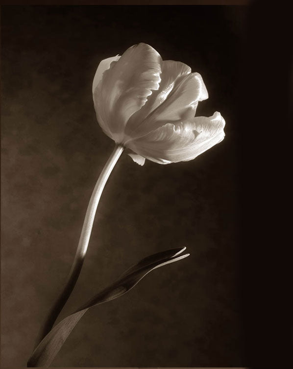 Tulipa III