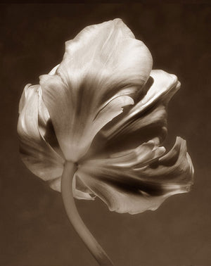 Tulipa I