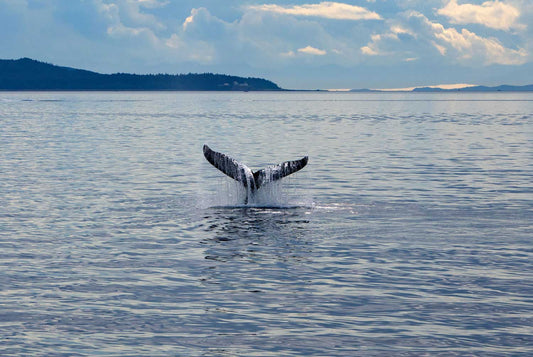 Whale Tail