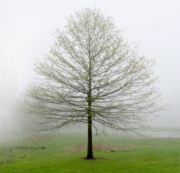 Less Foliage Tree Simple Tree Without Leaves